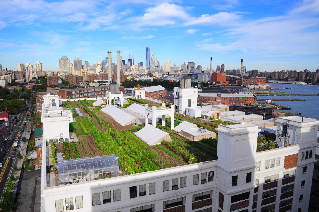 Rooftop Farming is on the Rise With Help From Brooklyn Grange