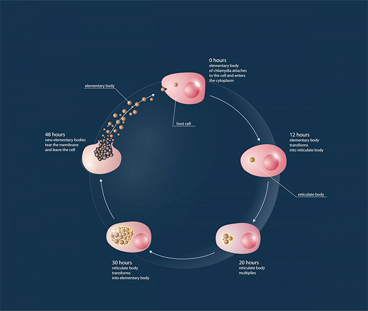 The life cycle of chlamydia. Image: Courtesy of MIPT press office