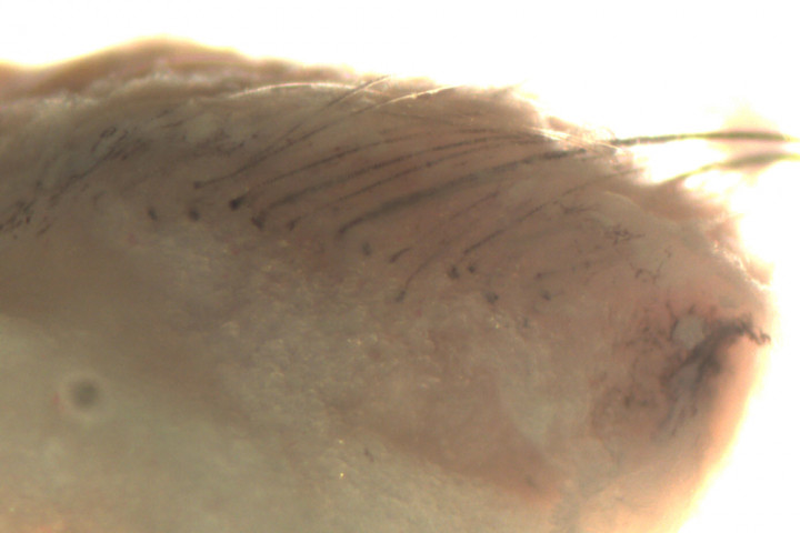  Lab-Grown Skin Created That Can Grow Hair and Sweat