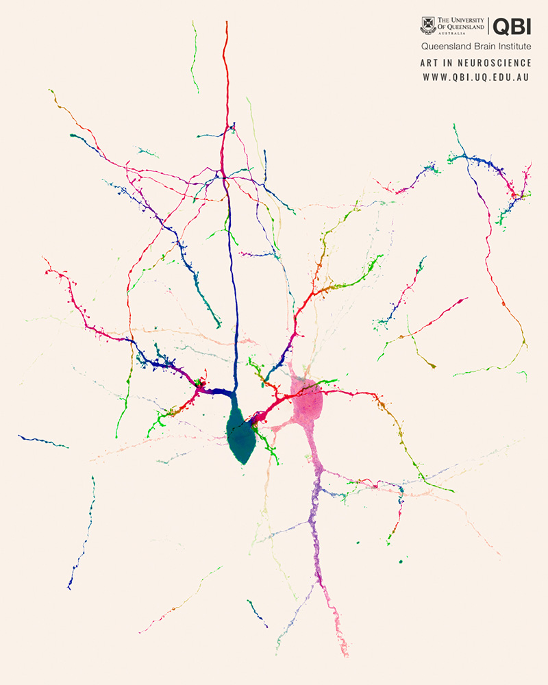 qbi-art-in-neuroscience 800 × 1000