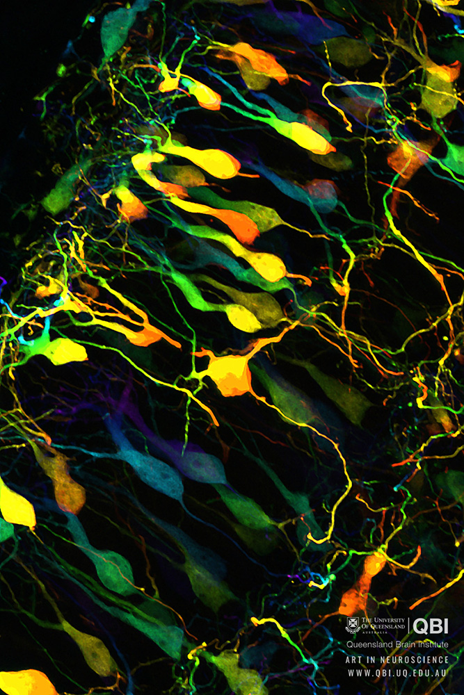 qbi-art-in-neuroscience 667 × 1000