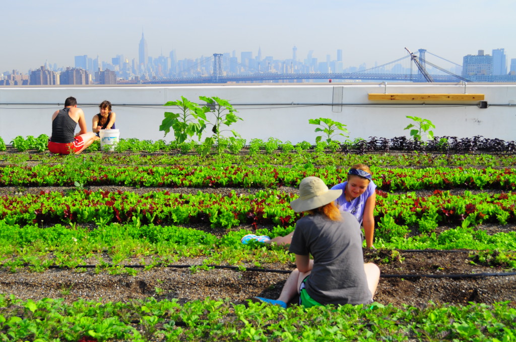 Rooftop Farming is on the Rise With Help From Brooklyn Grange