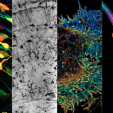 With Neuroscience Comes Art