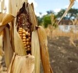 Can We Solve the Food Shortage Crisis With Technology?