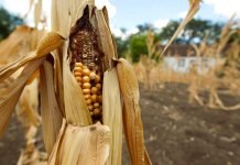 Can We Solve the Food Shortage Crisis With Technology?