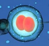 Stem Cells Used to Create Artificial Embryo for the First Time Ever