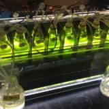 Algae May Replace Fossil Fuels