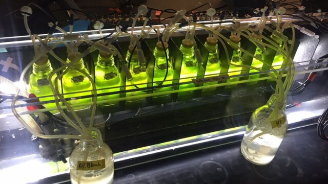 Algae May Replace Fossil Fuels