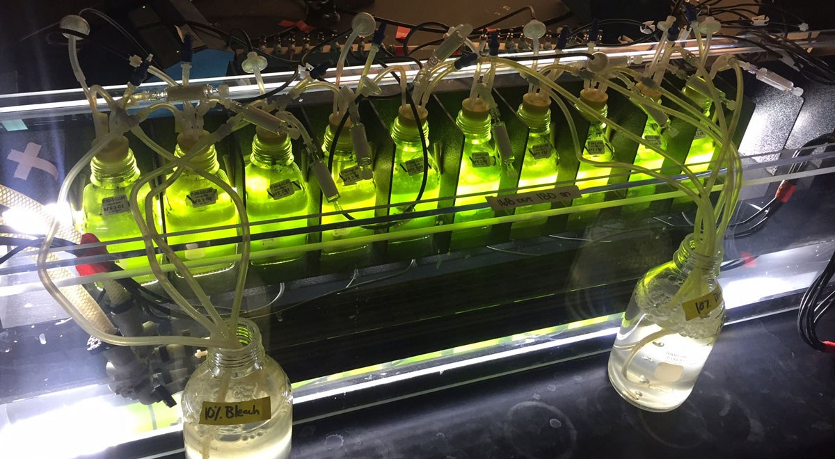 Algae May Replace Fossil Fuels