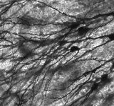 Understanding the Nerve Network Our Second Brain
