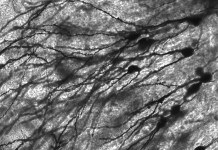 Understanding the Nerve Network Our Second Brain