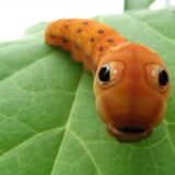 Study Showed that Plants Triggers Cannibalism on Caterpillars