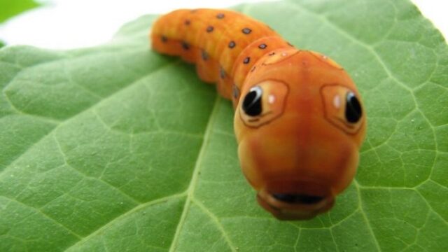 Study Showed that Plants Triggers Cannibalism on Caterpillars