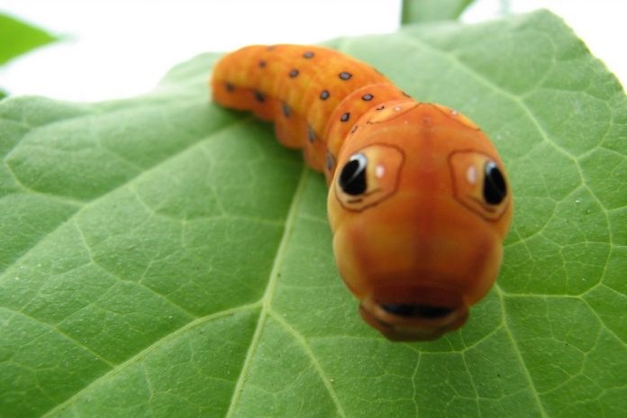 Study Showed that Plants Triggers Cannibalism on Caterpillars