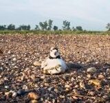 East Coast Birds Under Threat from Central American Habitat loss and Climate Change