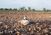 East Coast Birds Under Threat from Central American Habitat loss and Climate Change