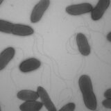 Jumping Gene and Bacterial Gene-Editing System Join Forces