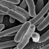 New Bacterium Discovered That Can Nucleate Ice