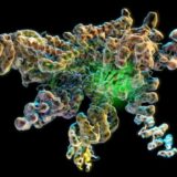 Are Twinkling Little Enzyme’s the Answer to Curing Cancer?