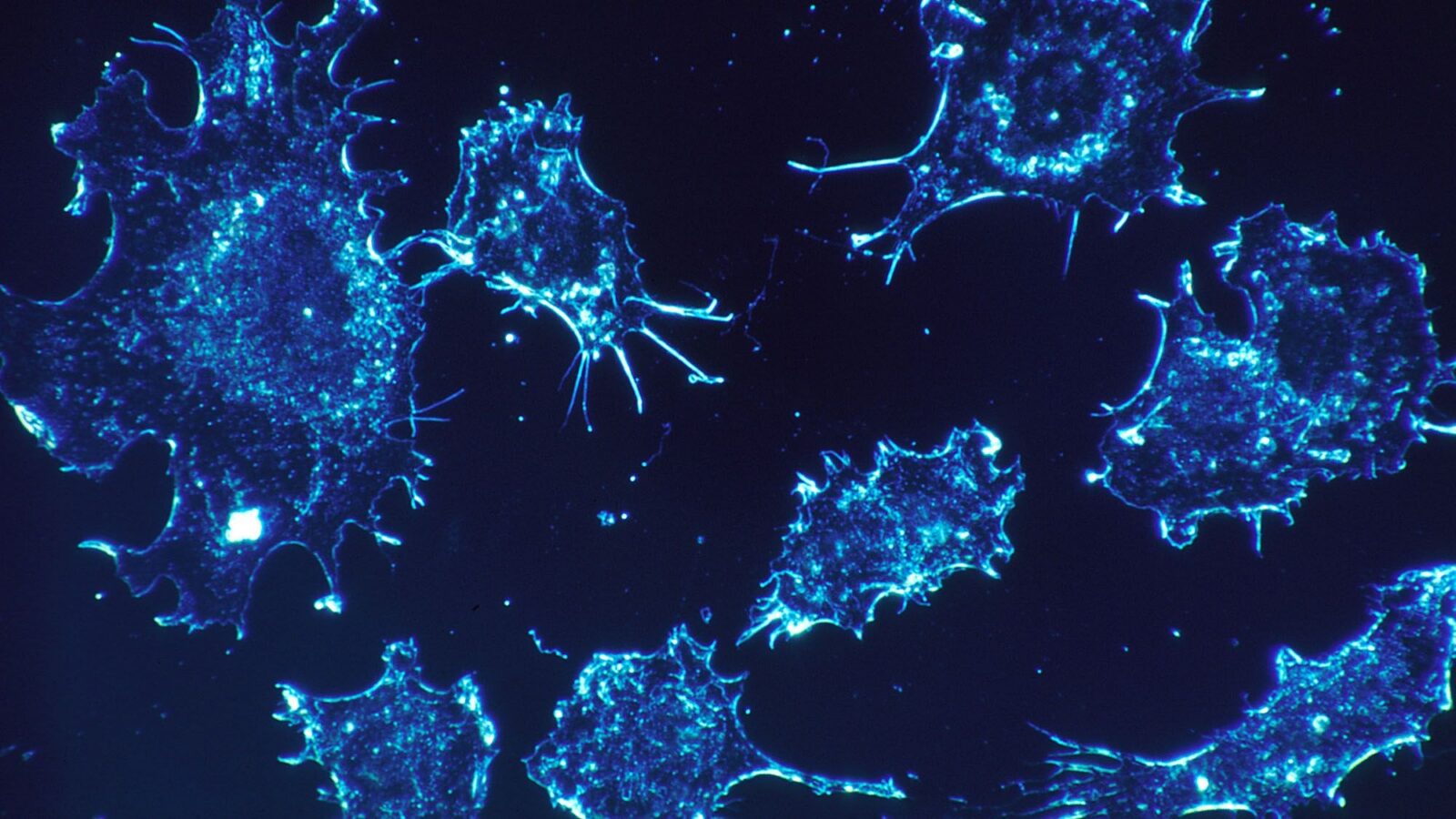 Are Enzymes the Answer to Curing Diseases Such as Cancer and Diabetes?