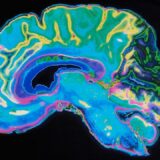 Scientists Gain Deeper Understanding of the Brain With These Two Key Proteins