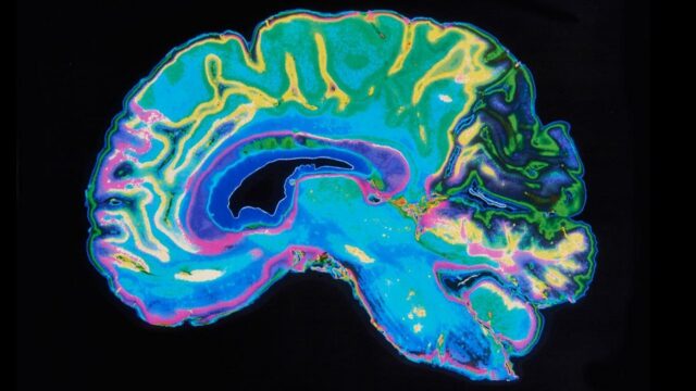 Scientists Gain Deeper Understanding of the Brain With These Two Key Proteins