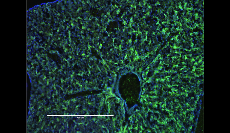 Image of nanoparticles accumulating in the liver of a fetal mouse.