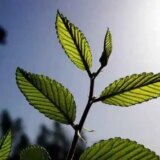The Way in Which Plants Absorb Carbon Affects How They Respond to Climate Change