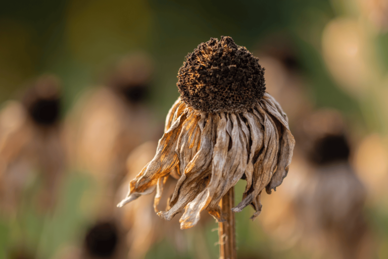 How Heat and Drought Impact Food Security and Agriculture