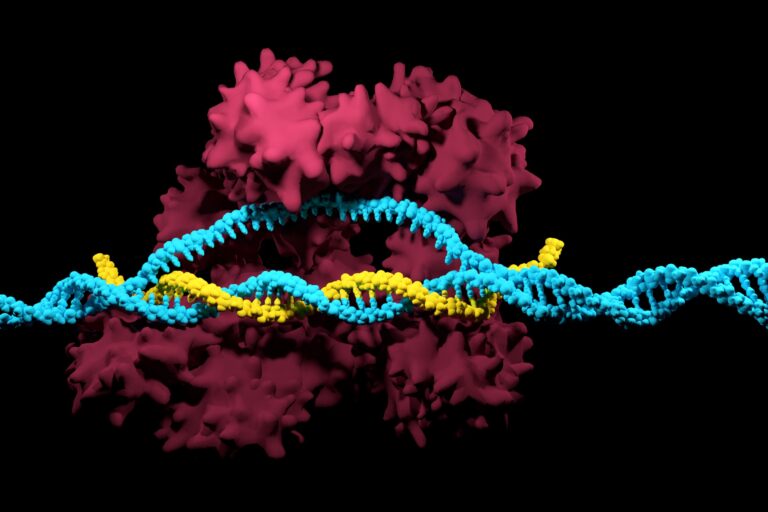 Modified CRISPR-Enzymes Improve the Prospects of Inserting Entire Genes Into the Genome